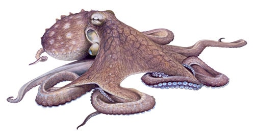 Fine Art print of the Octopus on Archival paper,signed by Roger Swainston