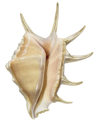 Stunning Fine Art print of the Spider Conch on Archival paper,signed by Roger Swainston