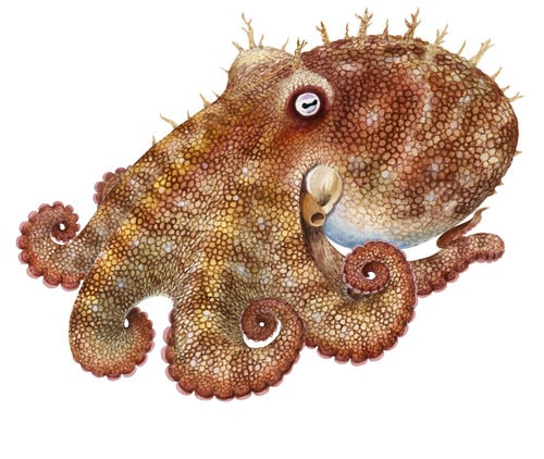 Fine Art print of the Pale Octopus on Archival paper,signed by Roger Swainston