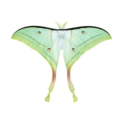 Fine Art print of the majestic Indian Moon Moth on Archival paper,signed by Roger Swainston