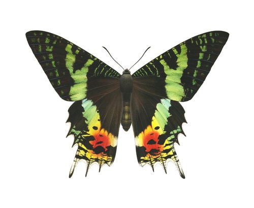Fine Art print of the magnificent Madagascar Sunset Moth on Archival paper,signed by Roger Swainston
