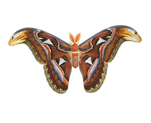 Fine Art print of the  superb Atlas Moth on Archival paper,signed by Roger Swainston