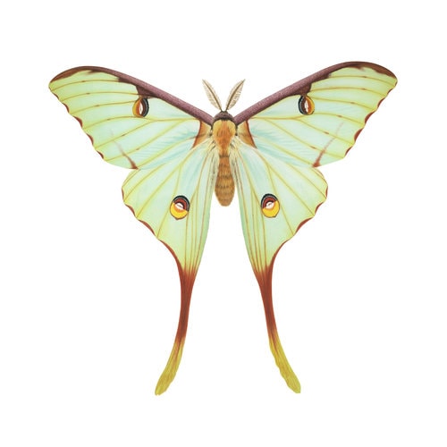 Fine Art print of the magnificent African Moon Moth on Archival paper,signed by Roger Swainston