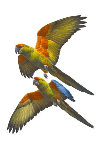 Fine Art print of the Red fronted Macaws on Archival paper,signed by Roger Swainston