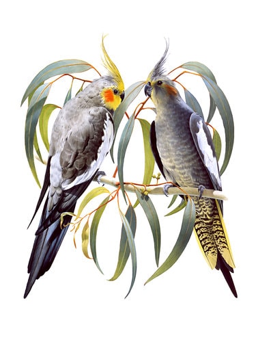 Museum quality Fine Art print of the Australian Cockatiels signed by Roger Swainston