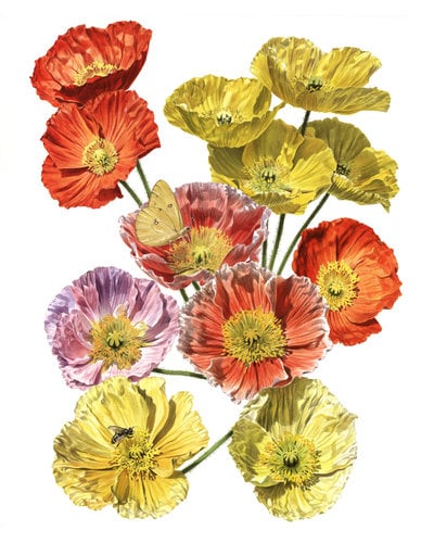 View the Fine Art print of the Icelandic Poppies on Archival paper,signed by Roger Swainston