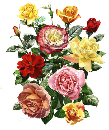 Fine Art print of the Life full of roses on Archival paper,signed by Roger Swainston