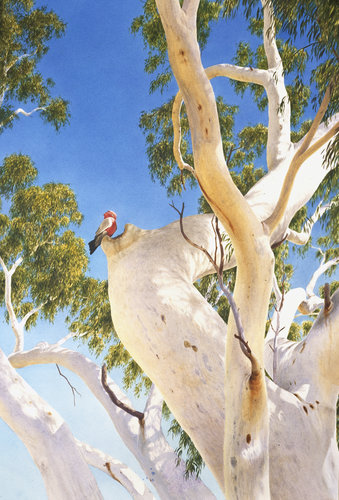 Stunning Fine Art print of the Minilya Ghost Gum with Galah on Archival paper,signed by Roger Swainston