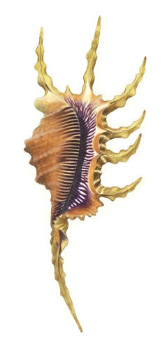 Fine Art print of the Scorpion Conch on Archival paper,signed by Roger Swainston