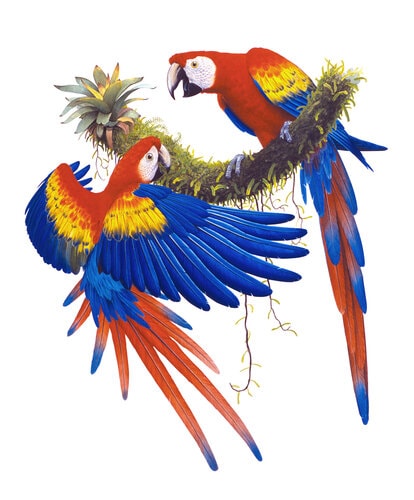 Fine Art print of the Scarlet Macaws on Archival paper,signed by Roger Swainston