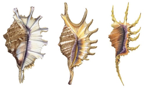 Beautiful Fine Art print of the Spider Conches on Archival paper,signed by Roger Swainston