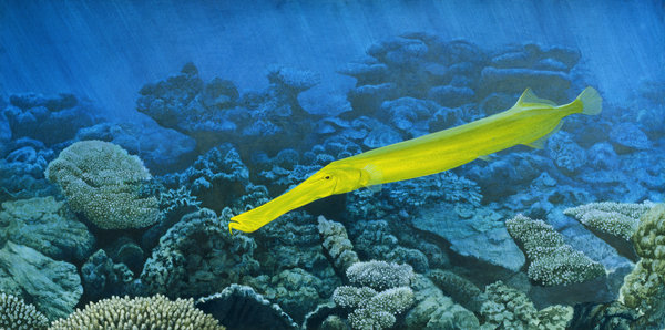 Fine Art print of the Yellow Flute Mouth Fish swimming above a coral reef on Archival paper,signed by Roger Swainston