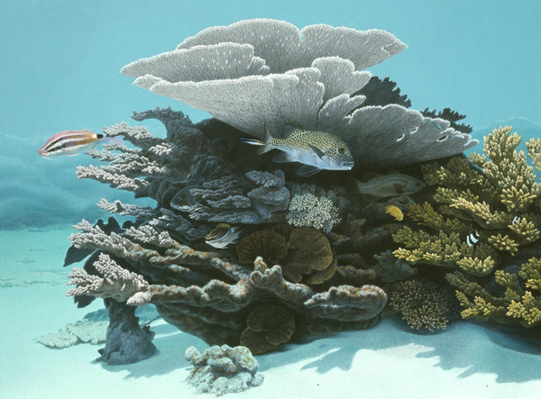 Fine Art print featuring the painting of the Cleaning station Coral Bay  on Archival paper or canvas,signed by Roger Swainston