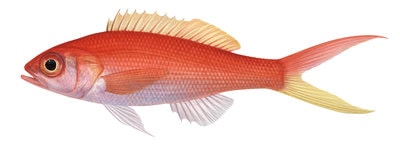9857_Typical_Slopefish_Symphysanodon_typus_ANIMA.jpg