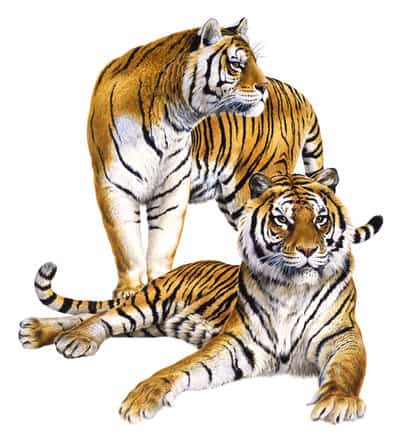 Stunning Fine Art print of the couple of Tigers,signed by Roger Swainston