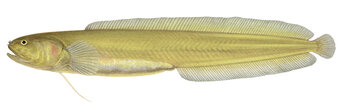 9966_Eastern_Yellow_Blindfish_Dermatopsis_macrodon_ANIMA.jpg