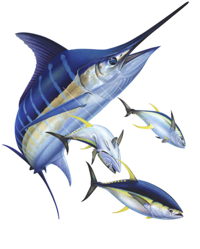 Print of the Blue Marlin chasing Tunas fish by Roger Swainston