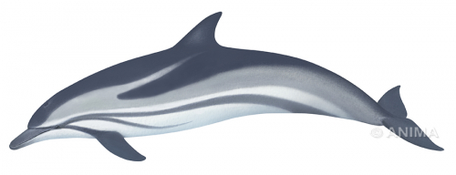 Fine Art print of the Striped Dolphin on Archival paper,signed by Roger Swainston
