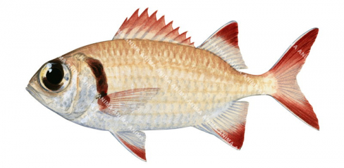 Epaulette Soldierfish,Myripristis kuntee,High quality illustration by Roger Swainston