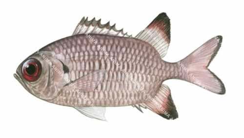 Shadowfin Soldierfish-2,Myripristis adustrus,High quality illustration by Roger Swainston