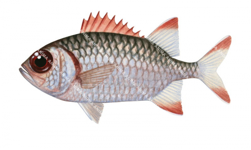 Violet Soldierfish,Myripristis violacea,High quality illustration by Roger Swainston