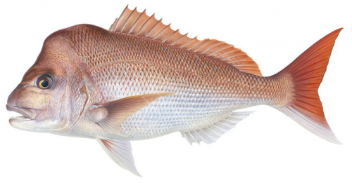 Fine Art print of the Pink Snapper on Archival paper,signed by Roger Swainston