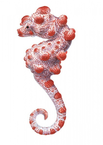 Superb Fine Art print of the Pygmy Seahorse on Archival paper,signed by Roger Swainston