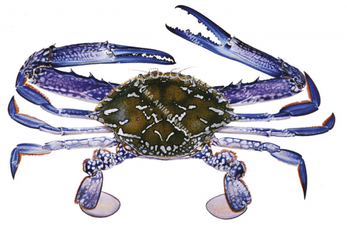 View the high quality print of the Blue Swimmer Crab on archival paper signed by Roger Swainston