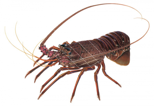 Exceptional print of the Western Rock Lobster,Panulirus cygnus Museum quality print on Archival paper