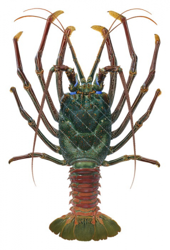 View Museum quality print of the Doublespined Rock Lobster Panulirus penicillatus, exceptional portrait on Archival paper and Pigment ink by Roger Swainston
