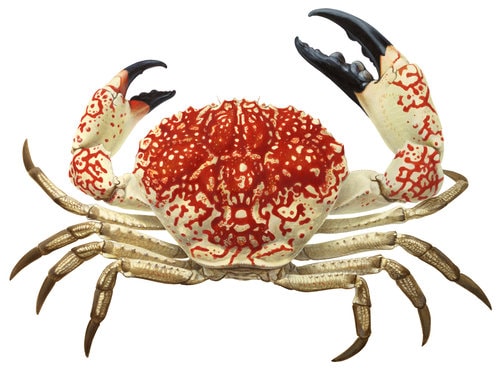 Fine art Print of the Giant Crab named and signed by Roger Swainston