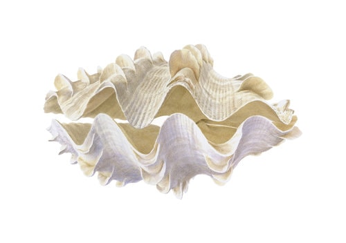 Fine Art print of the Giant Fluted Clam on Archival paper,signed by Roger Swainston
