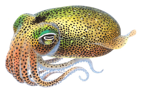 Fine Art print of the gorgeous Southern Dumpling Squid on Archival paper,signed by Roger Swainston