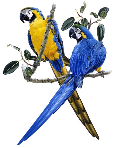 Museum quality Fine Art print of the Blue and Yellow Macaws signed by Roger Swainston