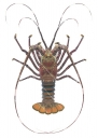 Green Rock Lobster,Panulirus gracilis,ANIMA