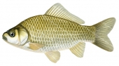 High quality accurate illustration of the Goldfish,Carassius auratus