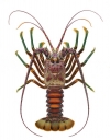 Smoothtailed Rock Lobster,Panulirus laevicauda. Accurate High Res Scientific illustration 