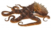 Maori Octopus,Macroctopus maorum.Scientific illustration by Roger Swainston,Anima.au