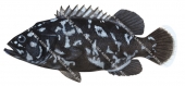 Bass Groper Juvenile,Polyprion americanus,High quality illustration by Roger Swainston