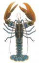 European Lobster,Homarus gammarus,Panulirus laevicauda. Accurate High Res Scientific illustration 