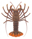  St. Paul Rock Lobster,Jasus paulensisean,Homarus gammarus. Accurate High Res Scientific illustration 