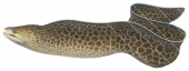 Highfin Moray,Gymnothorax pseudothyrsoideus,realistic illustration 