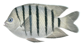 Bengal Sergeant,Abudefduf bengalensis|High Resolution fish Illustration by Roger Swainston Animafish