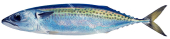 Blue Mackerel,Scomber australasicus|High Res Scientific illustration by Roger Swainston