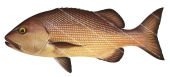 Red Bass-3,Lutjanus bohar,Roger Swainston,Animafish