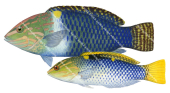 Checkerboard Wrasse-3 Male and Female,Halichoeres hortulanus,Roger Swainston,Animafish