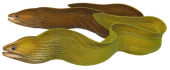 Swimming Adult and Juvenile Green Moray,Gymnothorax prasinus,High quality illustration by R.Swainston