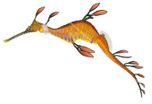 Common Seadragon-5,Phyllopteryx taeniolatus, marine life image