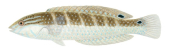 Bluethroat Rainbow Wrasse-2, Female,Suezichthys cyanolaemus. Accurate High Res Scientific illustration 