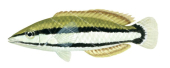 Birdnose Wrasse, Juvenile, Gomphosus varius. Scientific fish illustration by Roger Swainston